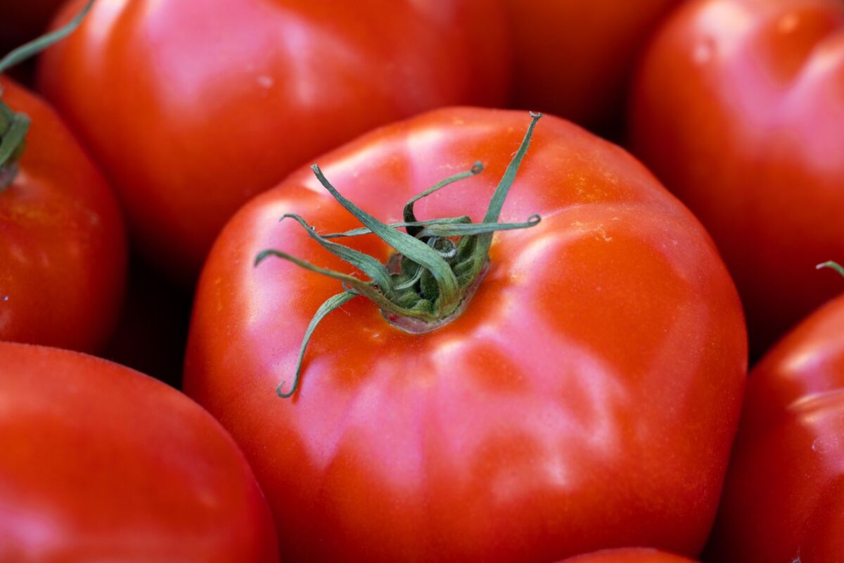 grand prix tomate classement chaque profil