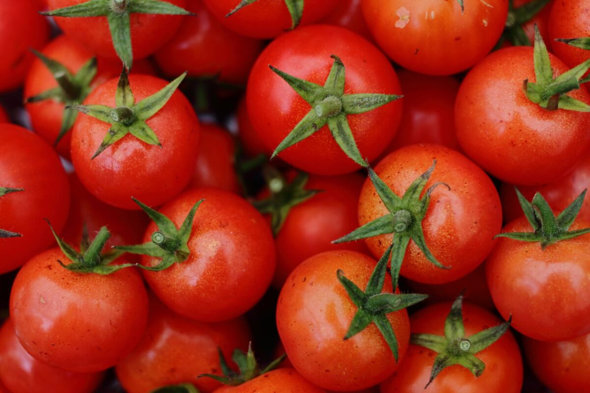 grand prix tomate classement tendances derniers